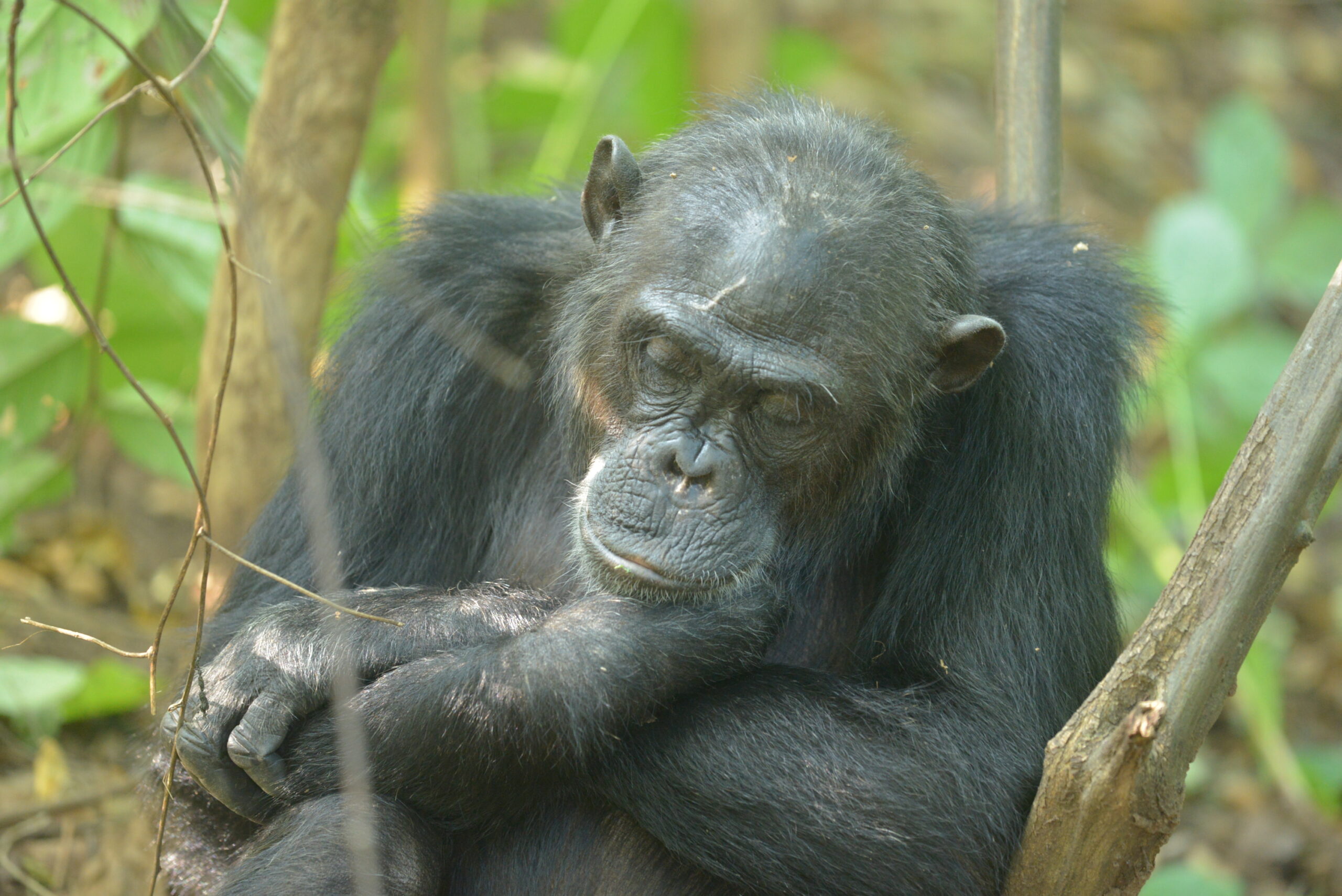 Sokwemtu hatarini kutoweka katika Hifadhi ya Taifa Gombe
