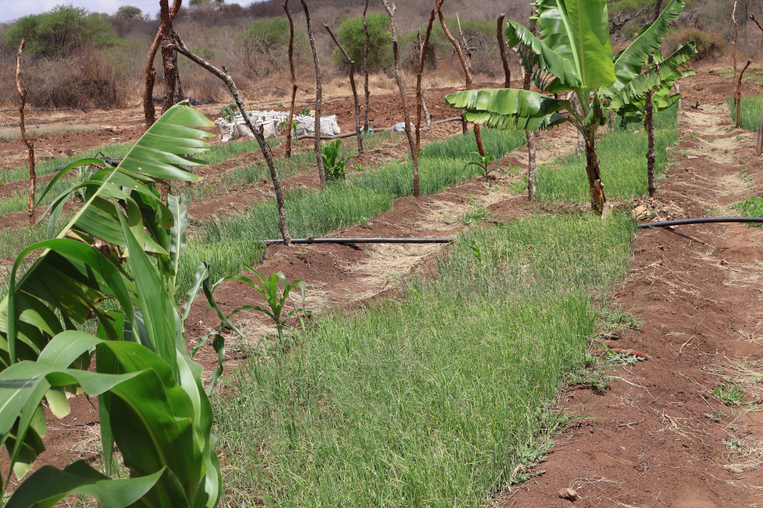 Picha ikonesha shamba la Bwana Abraham Leposo mkaazi wa teraat kilimo cha umwagiliaji