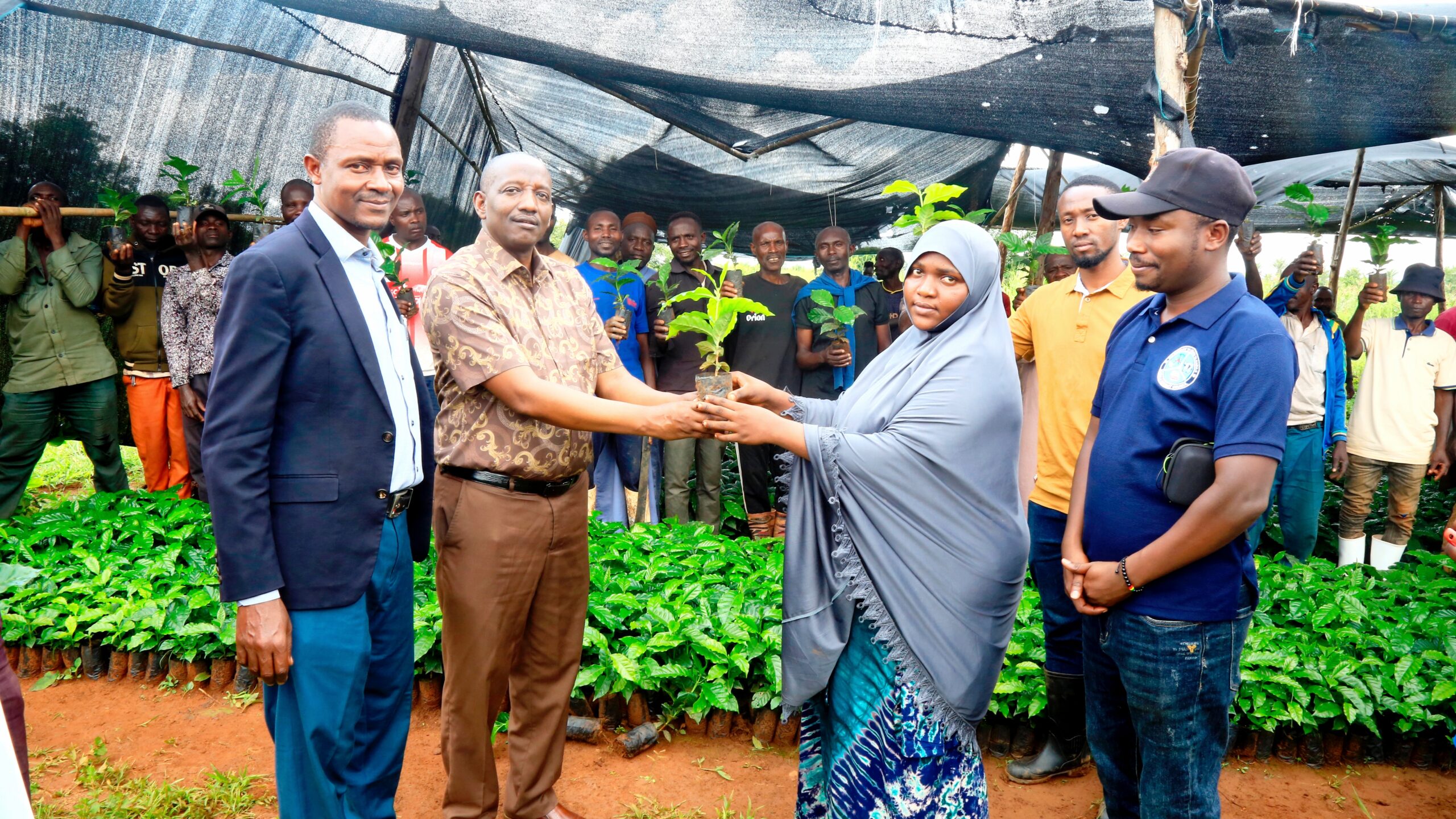 Bugaga wanufaisha na Miche 120,000 ya kahawa